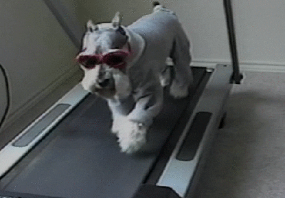 Dog on a treadmill